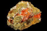 Bright Orange Crocoite Crystal Cluster - Tasmania #171693-3